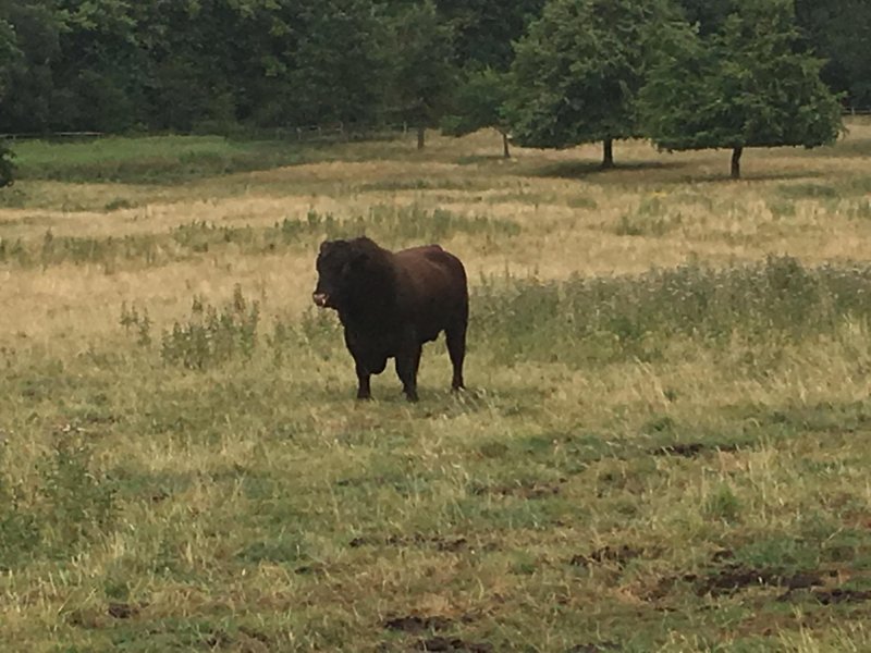 Woolly bully