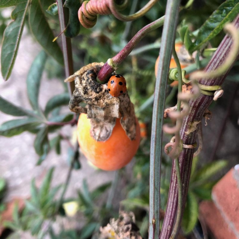 Coccinella on Passiflora fruit🐞