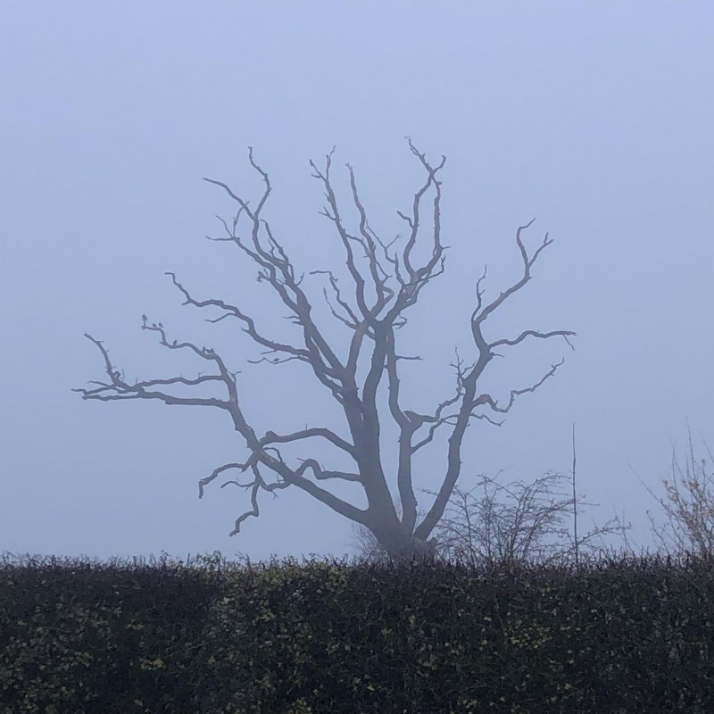 Bare tree in fog – November is out there somewhere