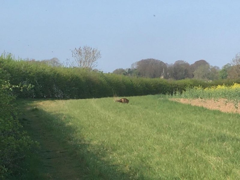 A fox in a field 🦊