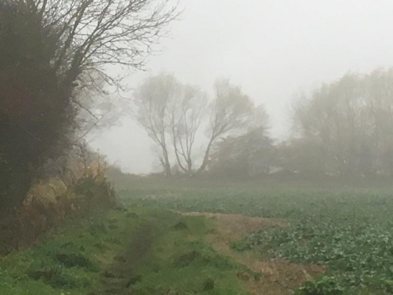 Mists ✅  Mellow fruitfulness❓