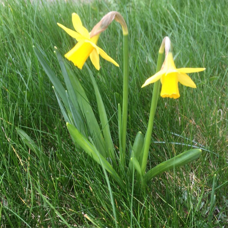 Double daffodils 🌼