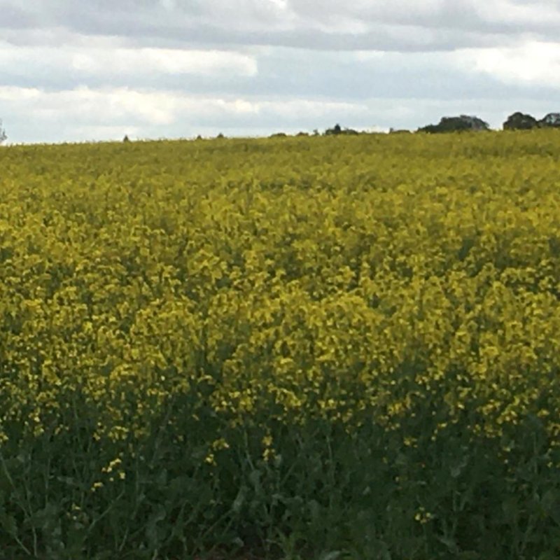 🌈📷 #3 Yellow Jaune Gelb Amarillo