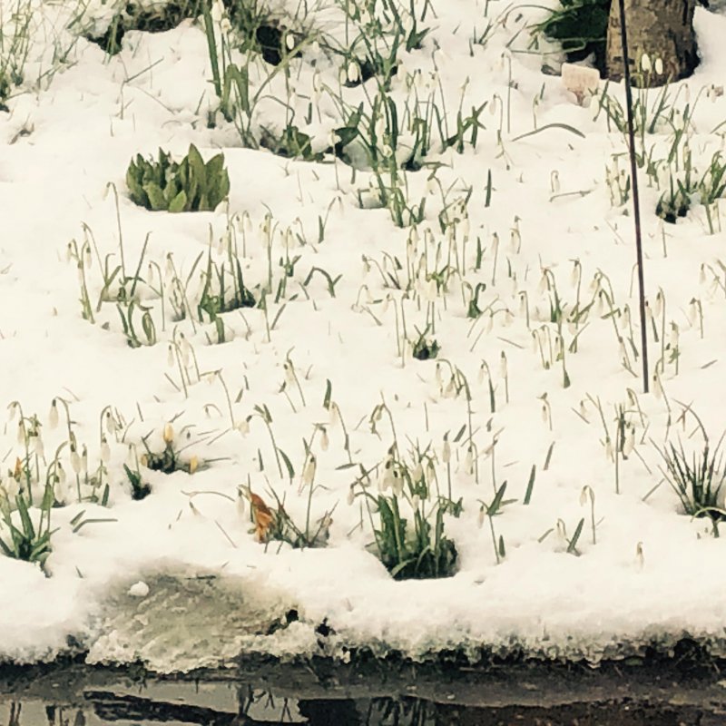 Once the snowfall melts it is likely to be muddy