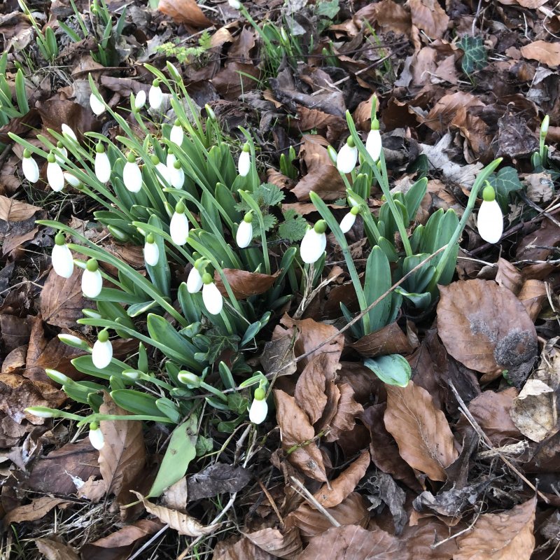 Snowdrops and leaves 🍂