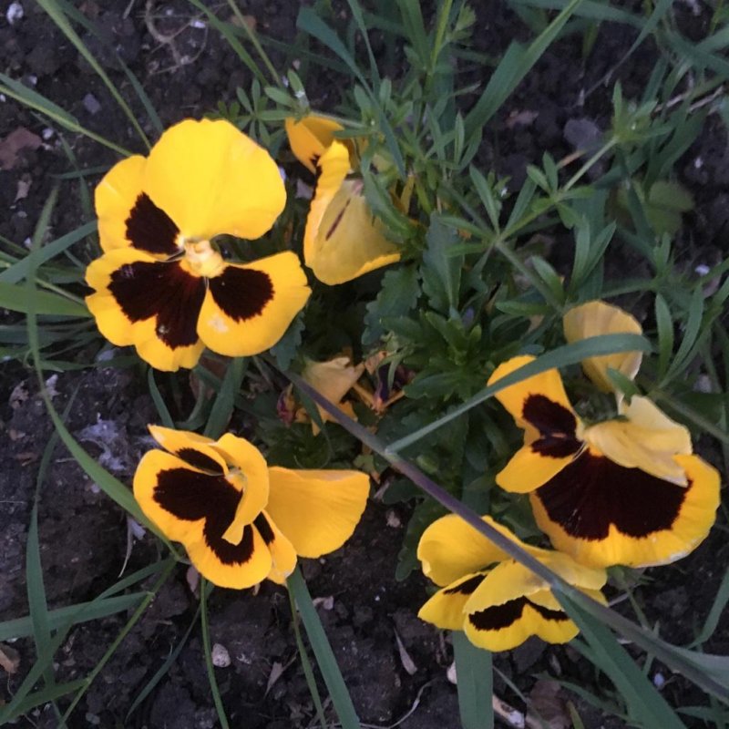 🌈📷 #3 Yellow Jaune Gelb Amarillo