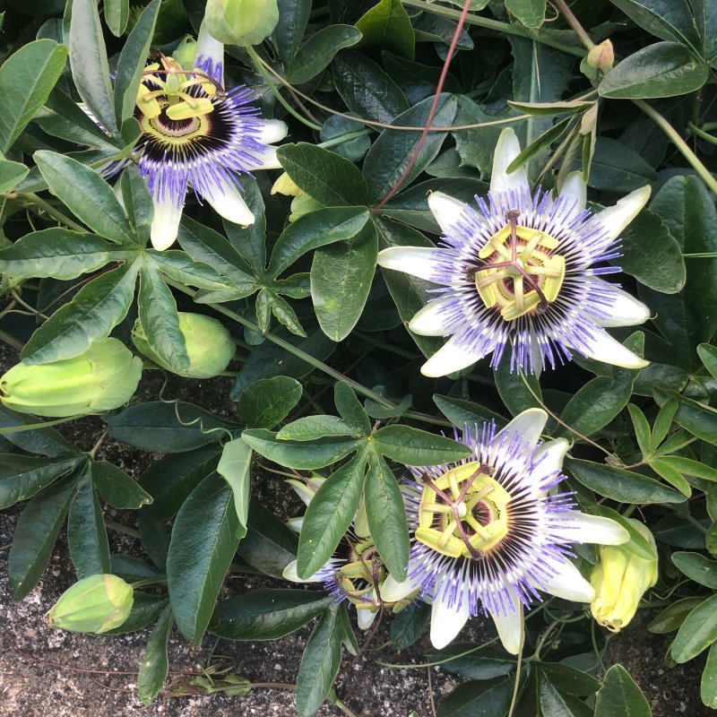 Too early for a Passion flower bloom, so here’s a previous year’s efforts